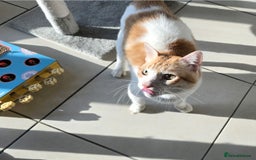 Mixed Breed cats for adoption: [Indoors only] Goofy! Adorable clingy champ! - Advert 4