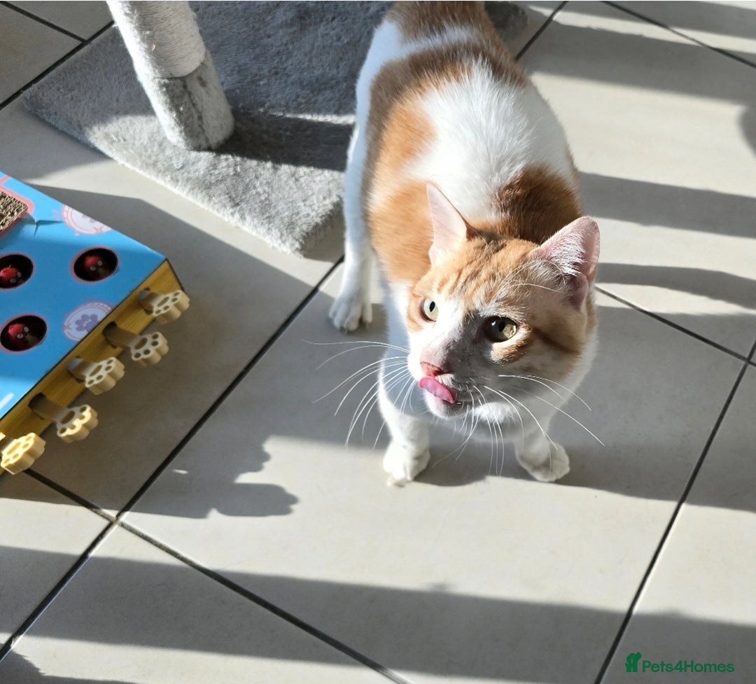 Mixed Breed cats for adoption: [Indoors only] Goofy! Adorable clingy champ! - Advert 4