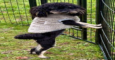 Miniature Poodle dogs Lucy: The Little Poodle  - Advert 1