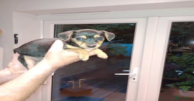 Patterjack dogs - Advert 4