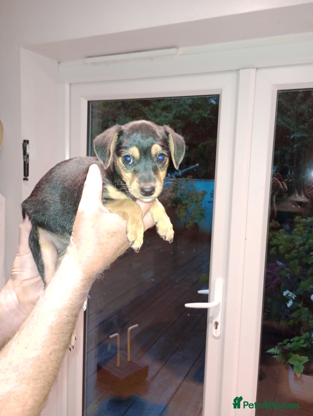 Patterjack dogs for sale: Patterdale x Russell puppies  - Image 3