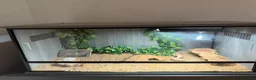 Leopard Gecko reptiles for sale: Female Leopard Gecko with FULL Setup in London - Advert 10