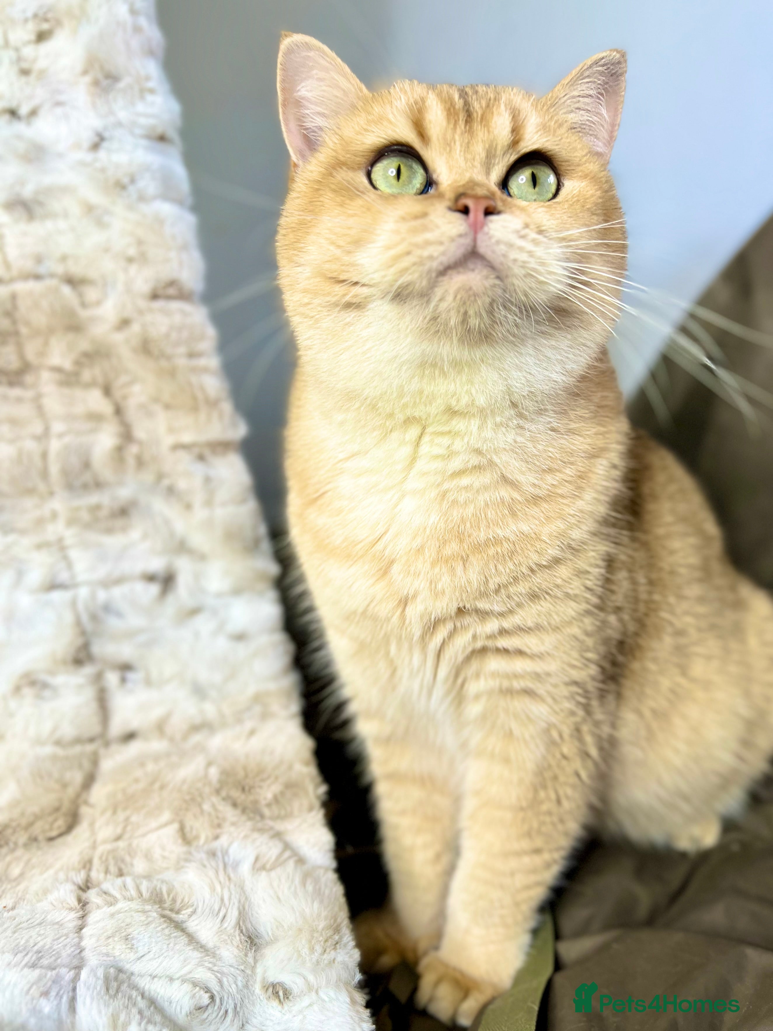 British Shorthair cats Stunning & affectionate BSH Golden girl - Advert 4