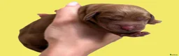 Cocker Spaniel dogs for sale: Cocker Spaniel puppies - Advert 11