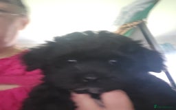 Maltipoo dogs for sale: One gorgeous girl available Korean maltipoos - Image 12