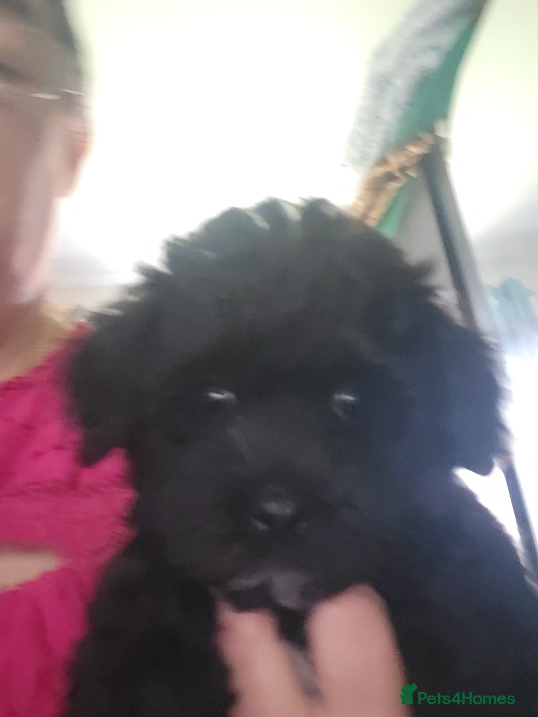 Maltipoo dogs for sale: One gorgeous girl available Korean maltipoos - Image 12