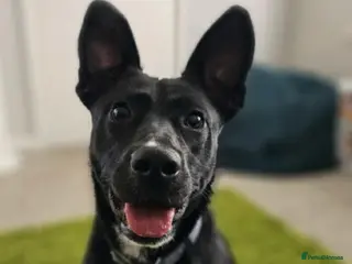 Mixed Breed dogs Hollie needs a forever home - Advert 17