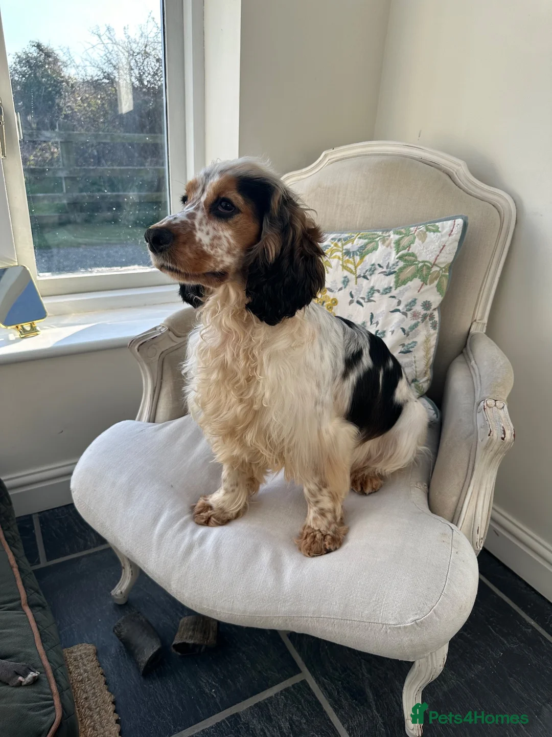 Cocker Spaniel dogs for sale: Stunning KC Show type Cocker Puppies  - Advert 27