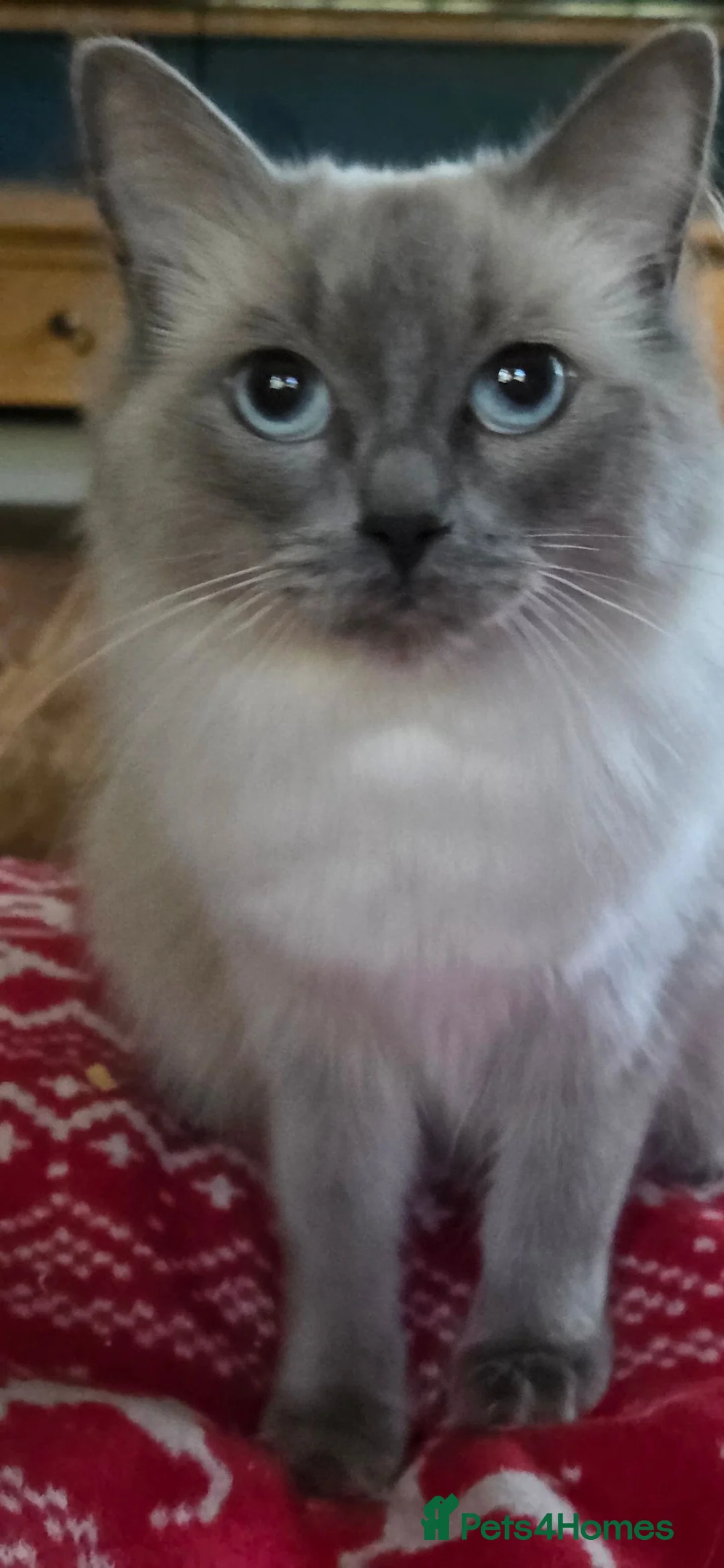 Ragdoll cats for sale: Beautiful Playful Ragdoll Kittens  - Advert 1