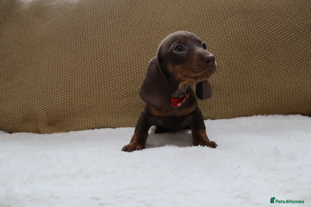 Dachshund dogs for sale: 6 adorable dachshund puppies available  - Advert 9