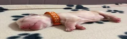 Golden Retriever dogs for sale: GOLDEN RETRIEVER PUPPIES  - Advert 29