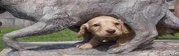 Cocker Spaniel dogs for sale:  Cocker spaniel puppies for sale  - Advert 8