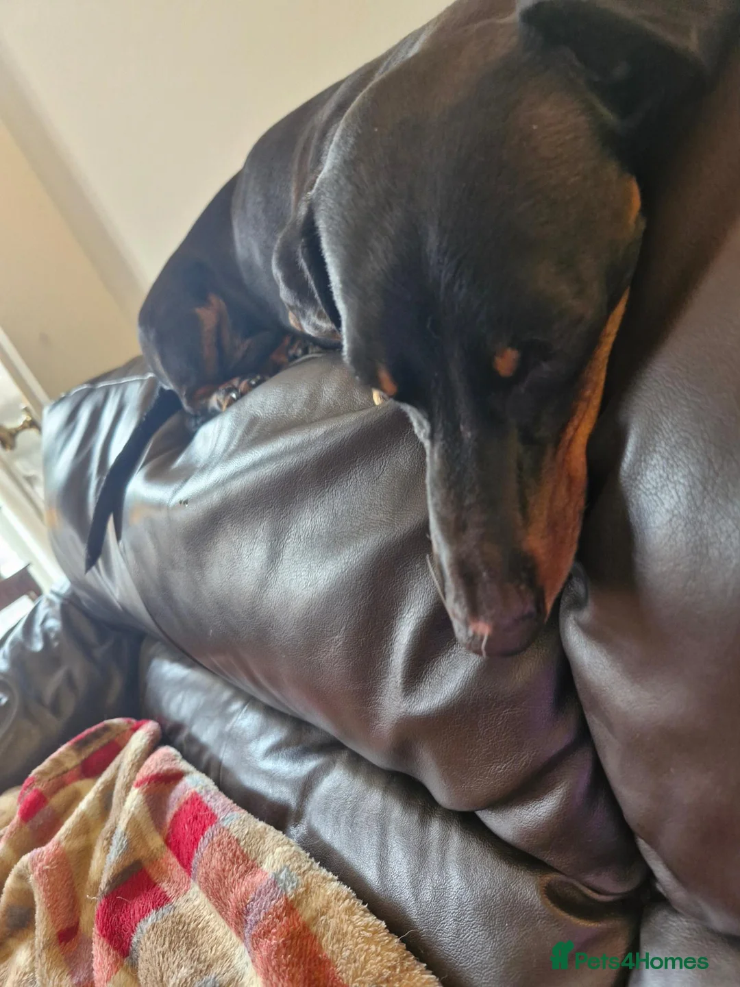 Dachshund dogs for sale: Beautiful 18 month Daxie boy. in Fareham - Advert 2