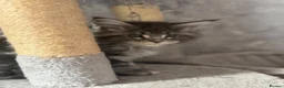 Maine Coon cats for sale: 🐾 MAINE COON KITTENS  🐾 - Advert 13