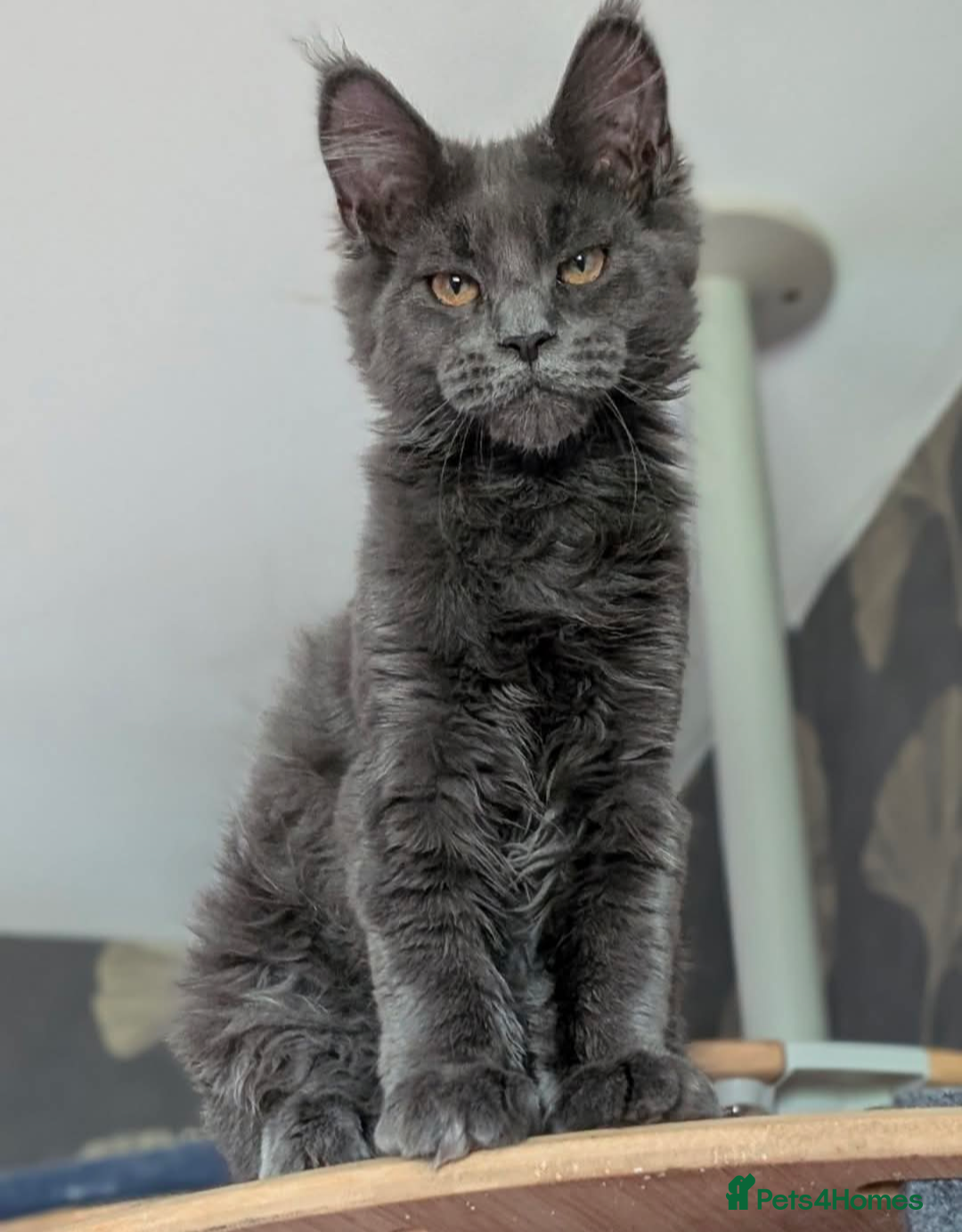 Maine Coon cats Pedigree Maine coons kittens Tica registered - Advert 1