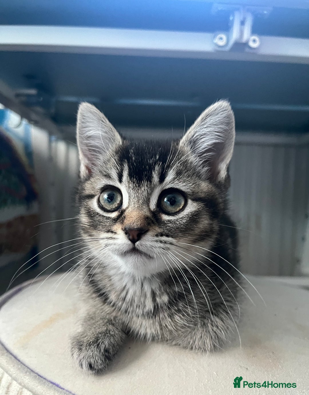 Scottish Fold cats for sale: Two Scottish Straight kittens, both female! - Advert 5