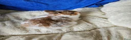 Netherland Dwarf rabbits for sale: Female Netherland Dwarf bunnies  - Advert 9