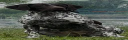 German Shorthaired Pointer dogs for sale: Premium GSP Puppies from Award-Winning Bloodlines - Advert 16