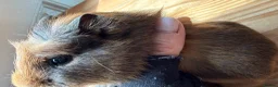 Guinea Pig rodents for sale: 3 x Abyssinian x rex boars - Advert 5