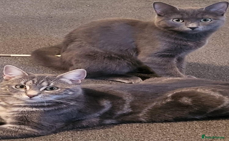 Domestic Shorthair cats - Advert 1