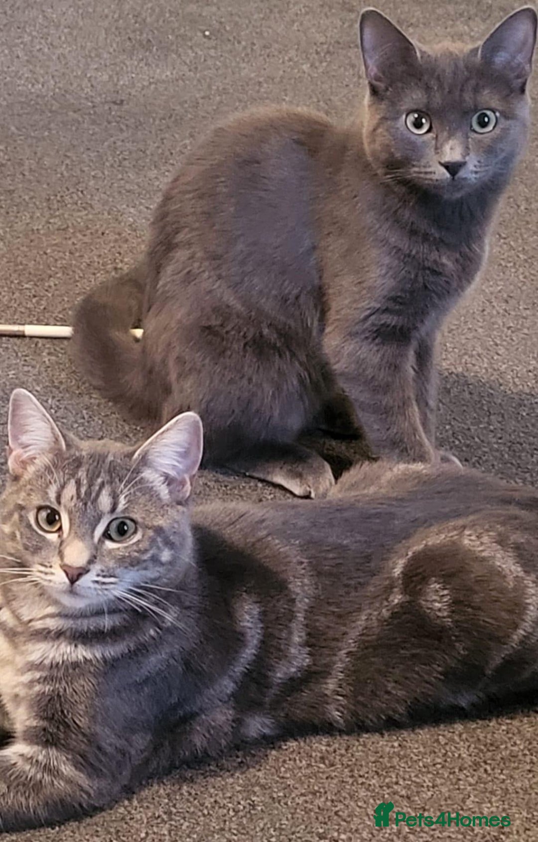 Domestic Shorthair cats for sale: 2 gorgeous kittens for sale - Image 1