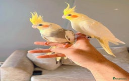 Cockatiels birds for sale: Cockateils - Image 3