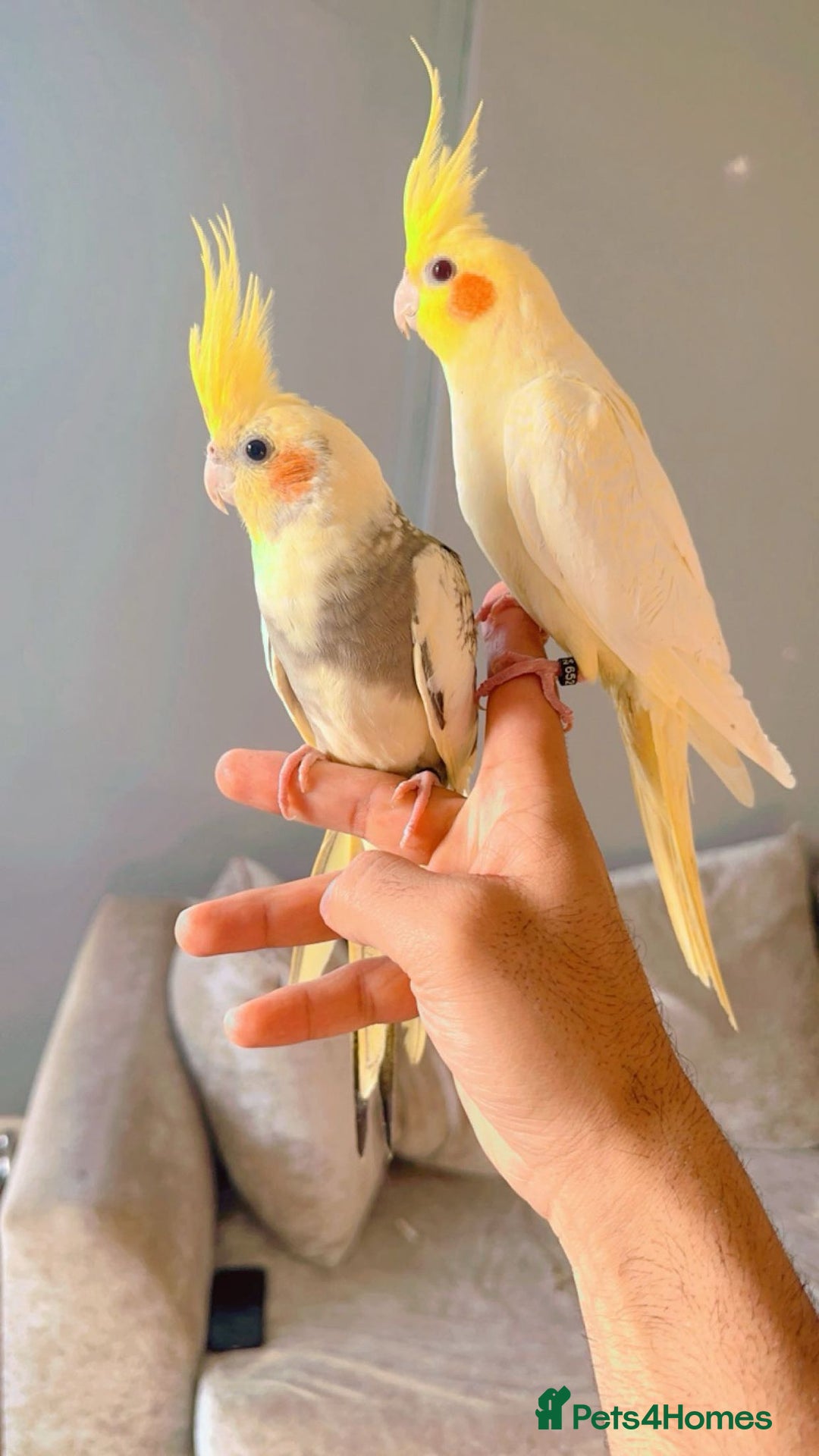 Cockatiels birds for sale: Cockateils - Image 3