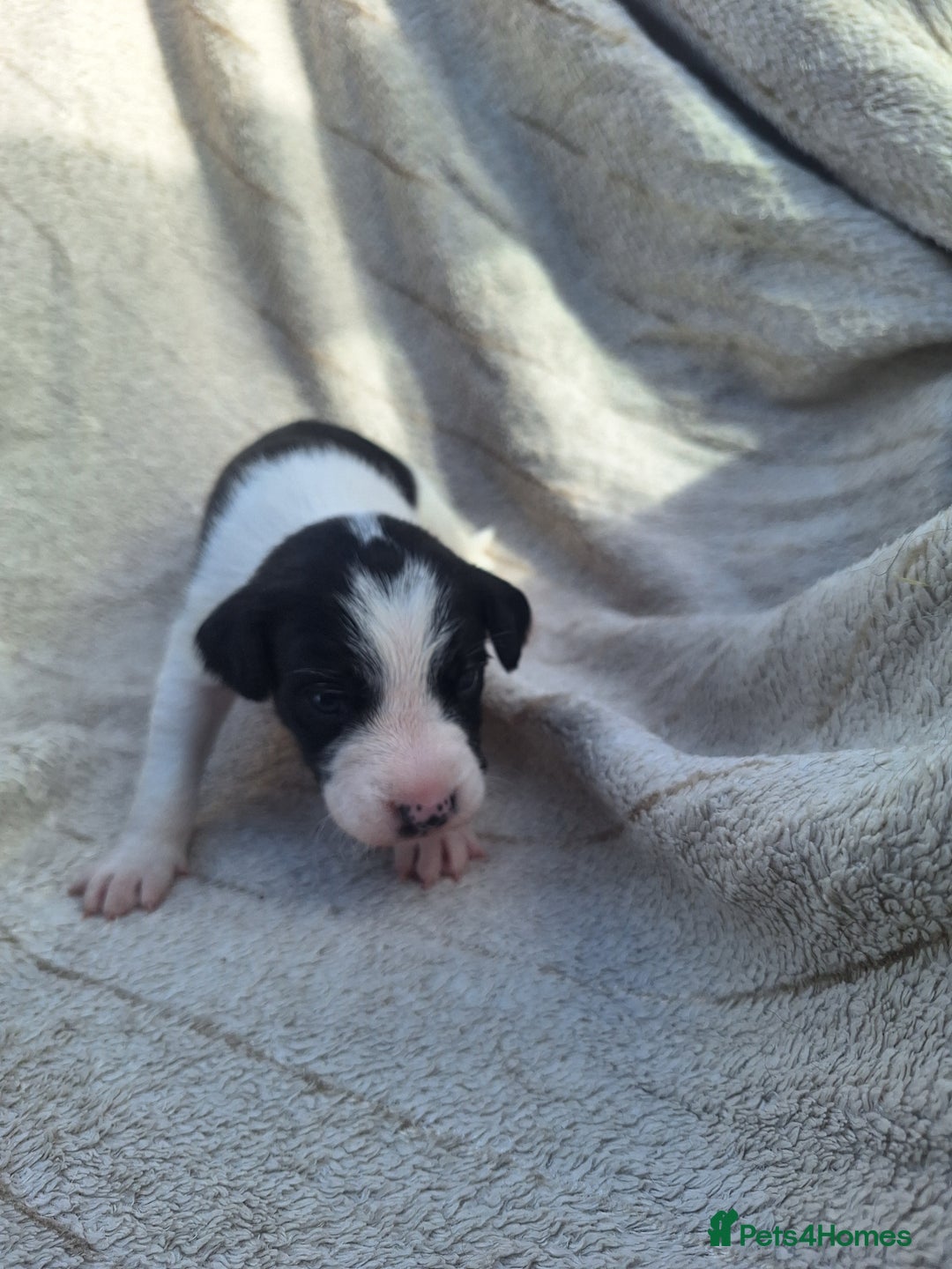 Mixed Breed dogs for sale: Spanish jack Russell (bodeguero) x border collie - Image 31
