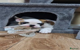 French Bulldog dogs for sale: French Bulldogs - Image 23