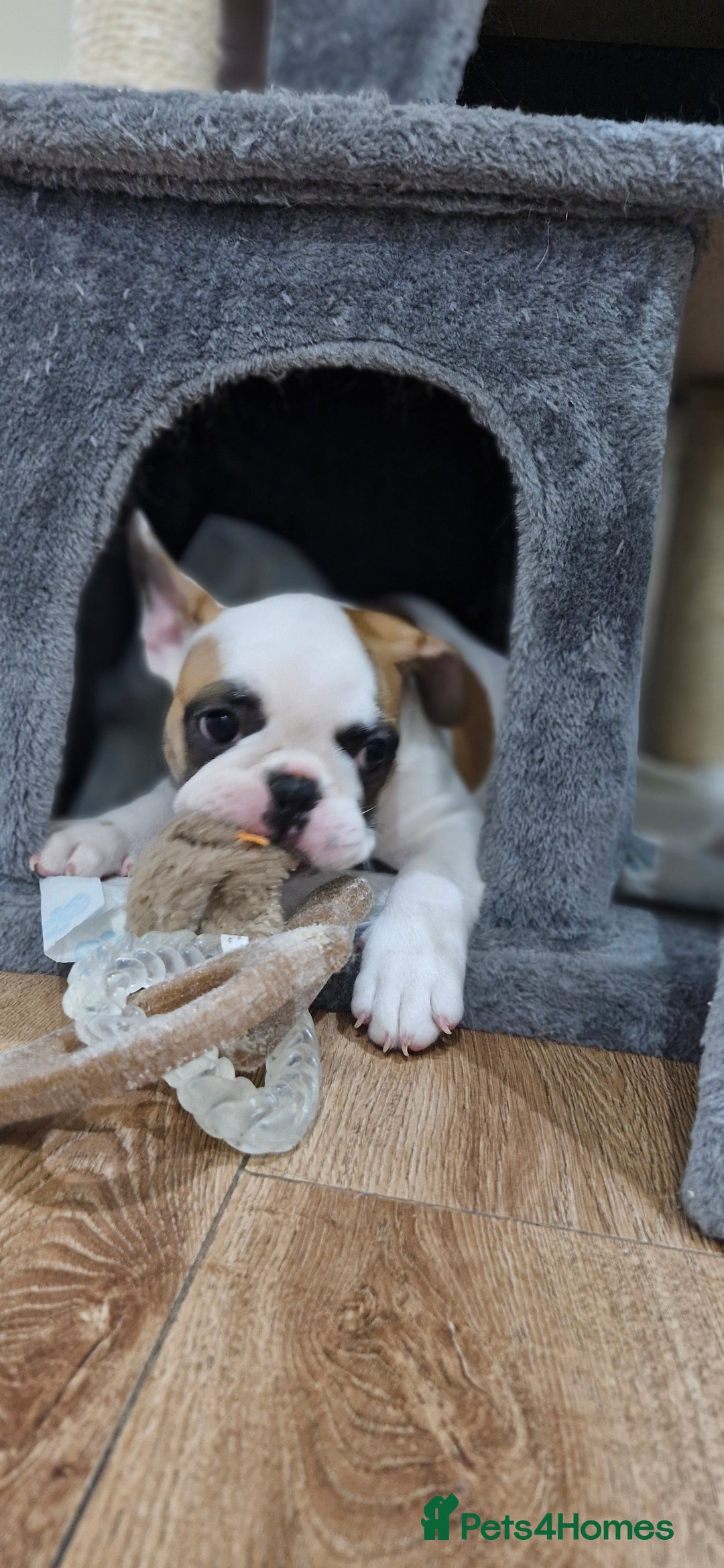 French Bulldog dogs for sale: French Bulldogs - Image 23