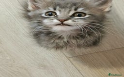 Maine Coon cats for sale: Full pedigree Maine Coon kittens for sale - Image 10