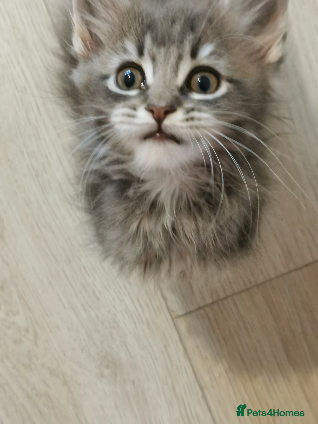 Maine Coon cats for sale: Full pedigree Maine Coon kittens for sale - Image 10