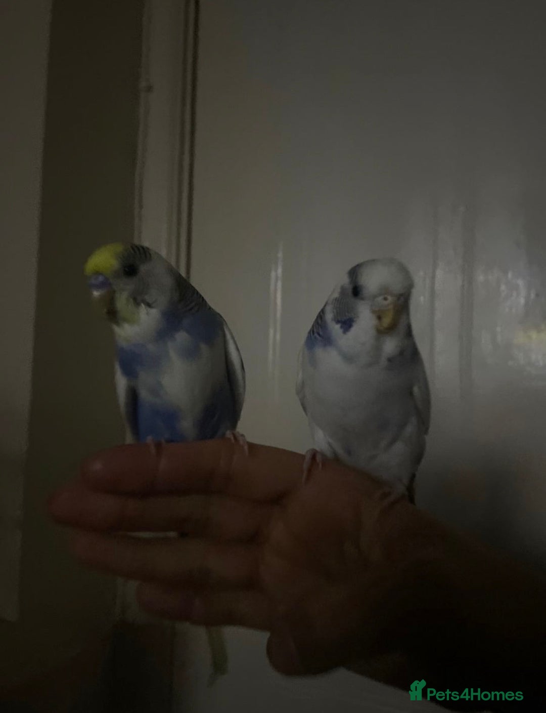 Budgerigars birds for sale: Lonely beautiful budgies (Sold together) - Advert 1