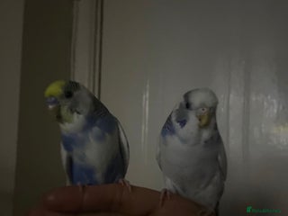 Budgerigars birds Lonely beautiful budgies (Sold together) - Advert 1