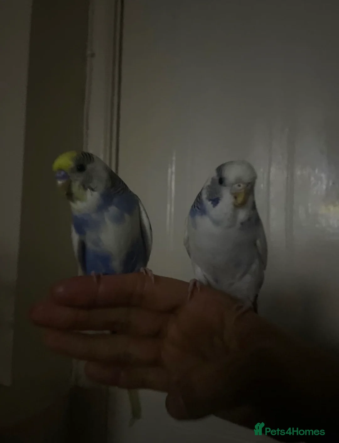 Budgerigars birds for sale: Lonely beautiful budgies (Sold together) - Advert 1