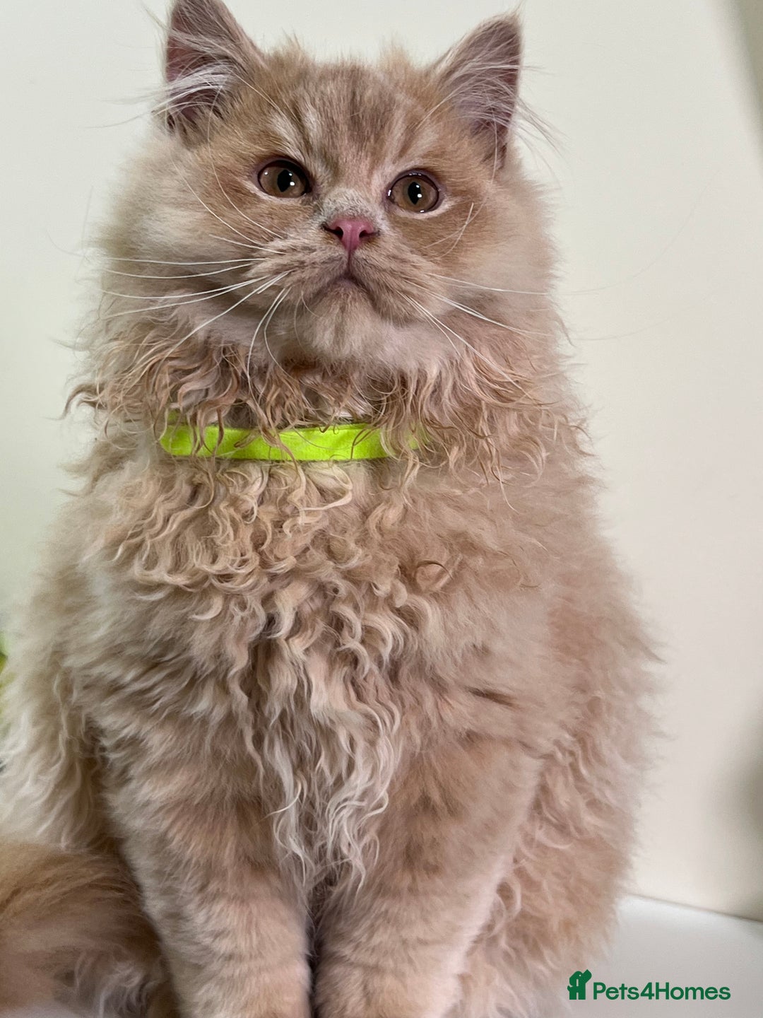 British Shorthair cats for sale: British Longhair & British Shorthair. - Advert 1