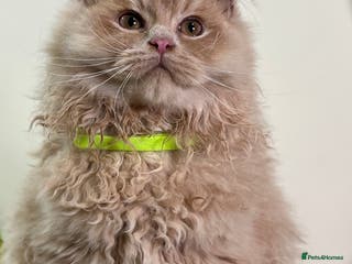 British Shorthair cats British Longhair & British Shorthair. - Advert 10