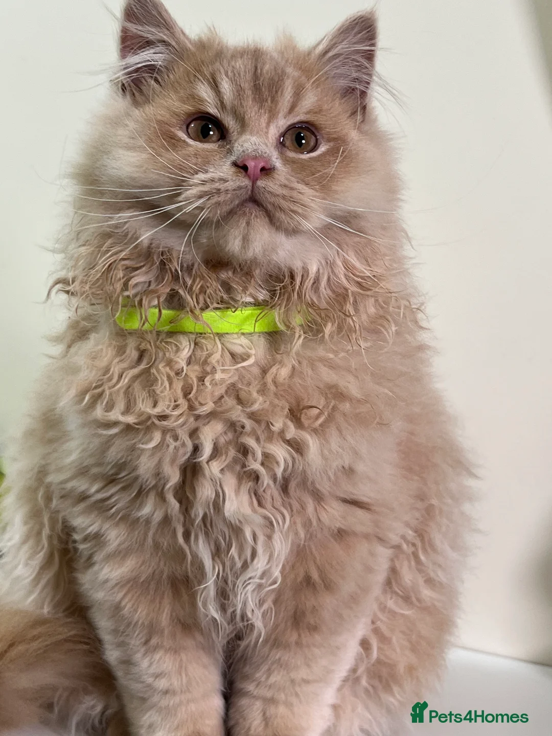 British Shorthair cats for sale: British Longhair & British Shorthair. - Advert 1