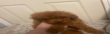 Toy Poodle 1