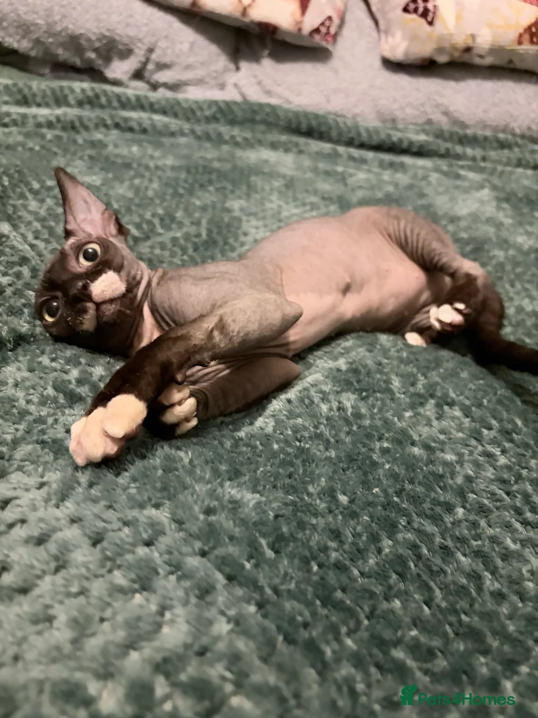 Sphynx cats for sale: Spynx kitten for sale  - Advert 7