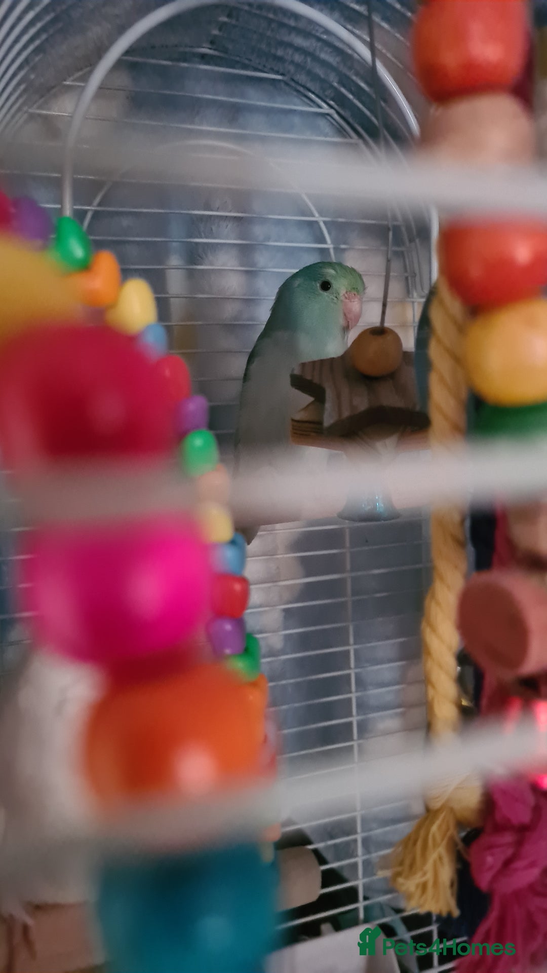 Budgerigars birds for sale: 3 budgies and 1 paralette  - Advert 8