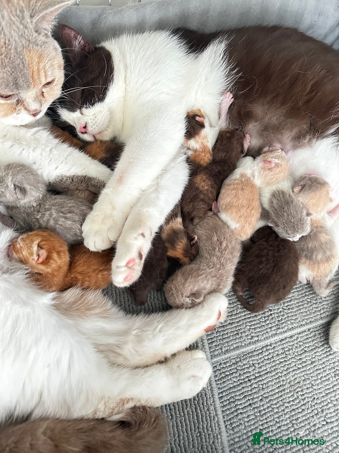 British Shorthair cats for sale: British short hair rainbow 🌈 litter - Image 10
