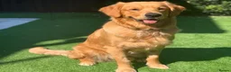 Golden Retriever dogs for sale: PERFECT LITTER KC REG HEALTH TESTED GOLDENS - Advert 10