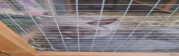 Lionhead rabbits for sale: 2 Beautiful Fluffy Lionhead-Type Rabbits for Home in Reading - Advert 5