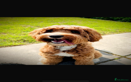 Goldendoodle dogs for sale: Medium and Miniature Doodles Licensed and Tested - Image 31