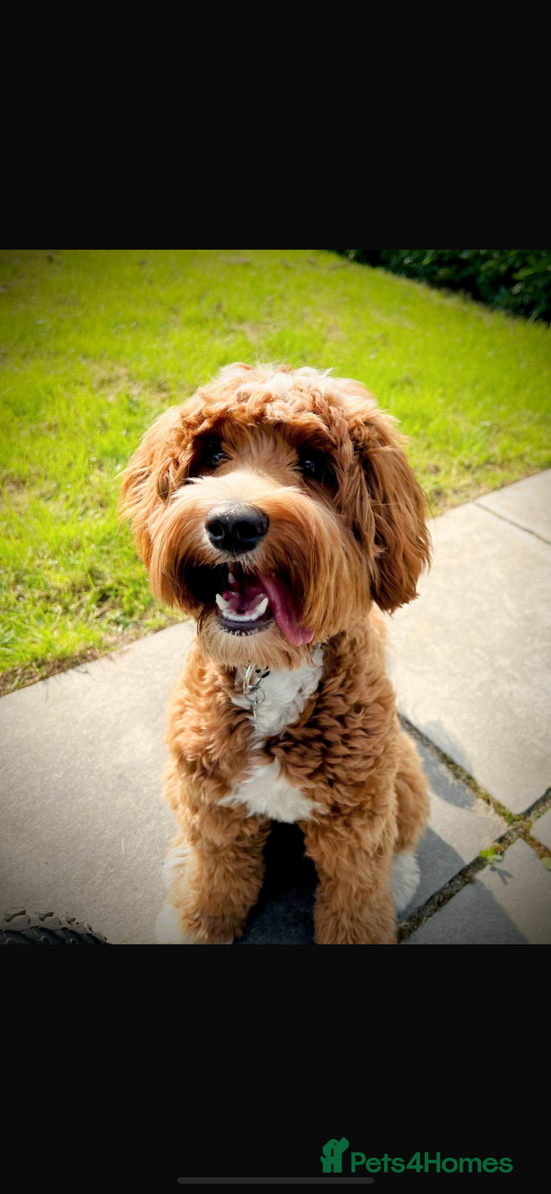 Goldendoodle dogs for sale: Medium and Miniature Doodles Licensed and Tested - Image 31