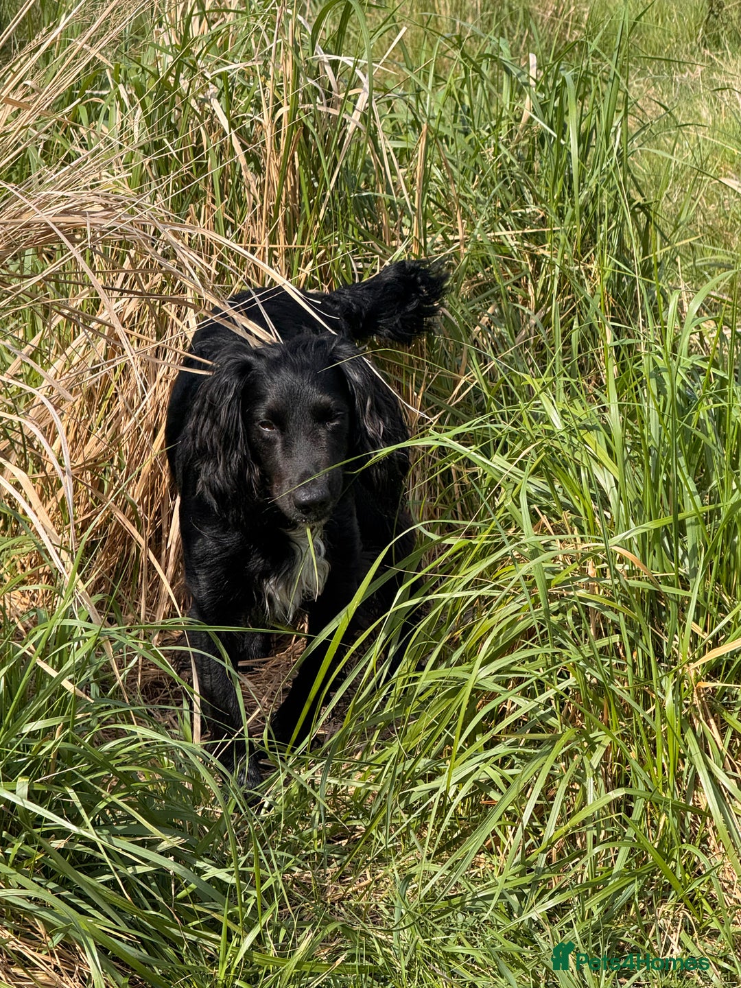 Cocker Spaniel dogs for stud: Kc  working cocker available for stud duties - Advert 9