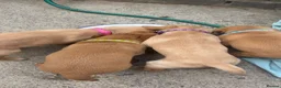 Labrador Retriever dogs for sale: Gorgeous fox red and yellow Labrador puppies  - Advert 15