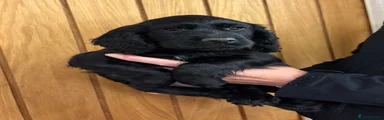 Cocker Spaniel 2