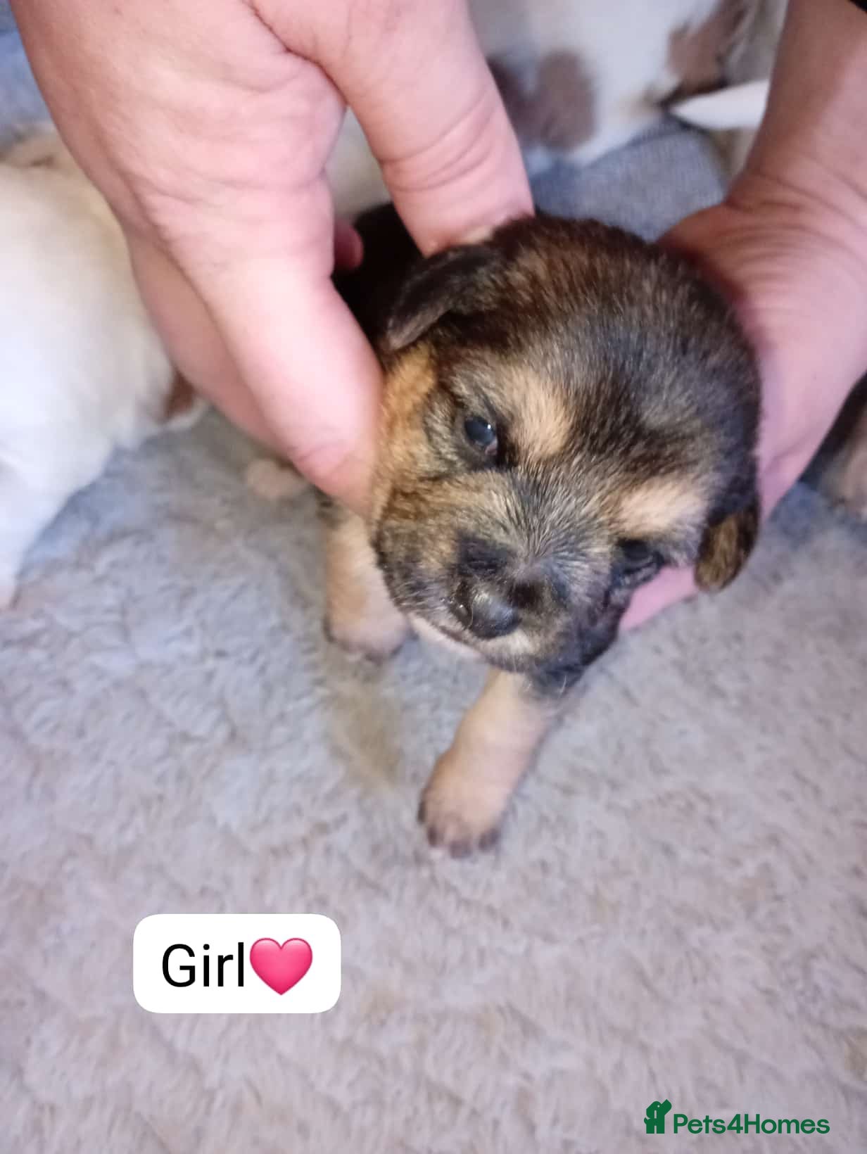 Mixed Breed dogs 5 Beautiful Jacktesse Puppys For Sale - Advert 1